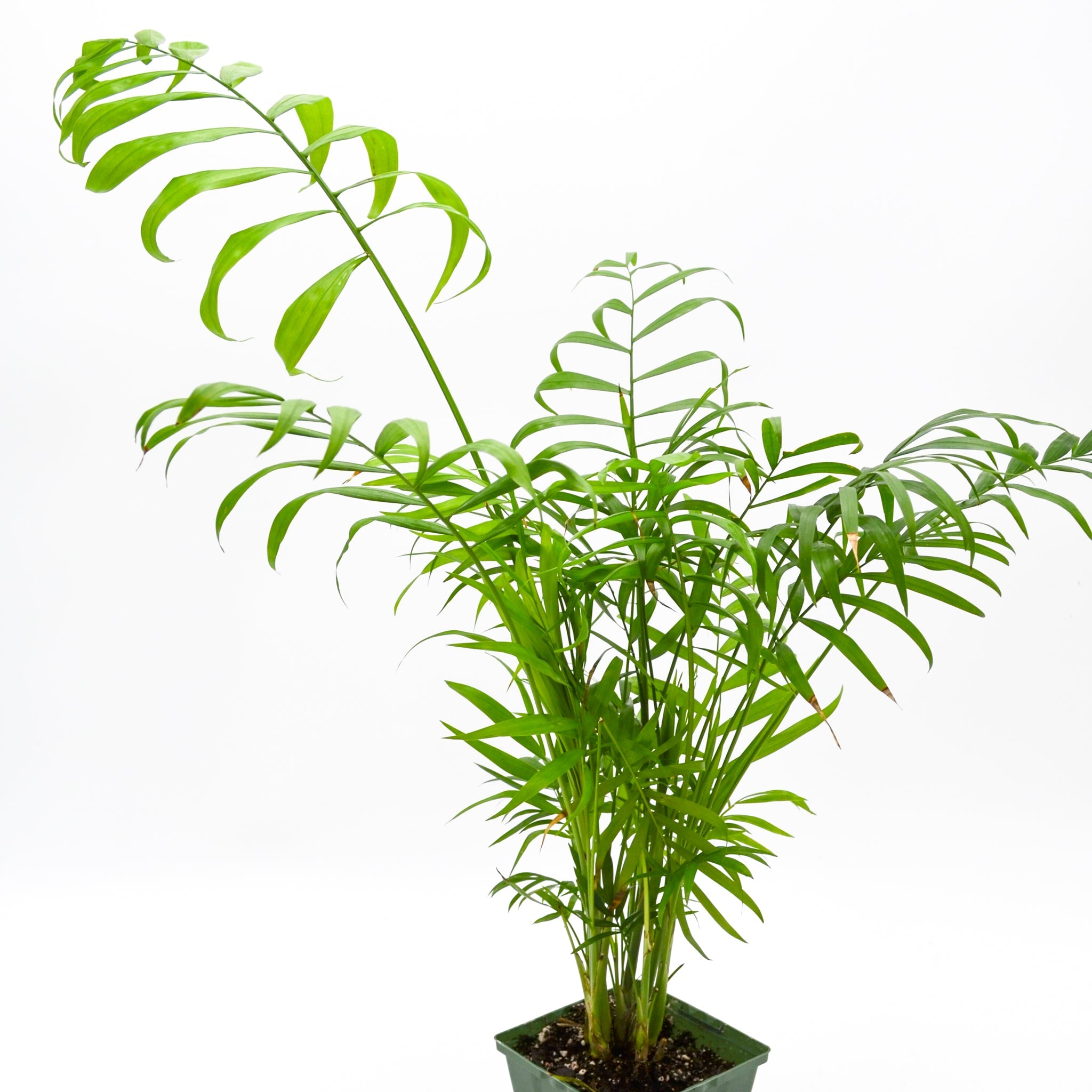 Parlour Palm (Chamaedorea elegans)