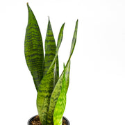 Snake Plant, Green (Sansevieria trifasciata)