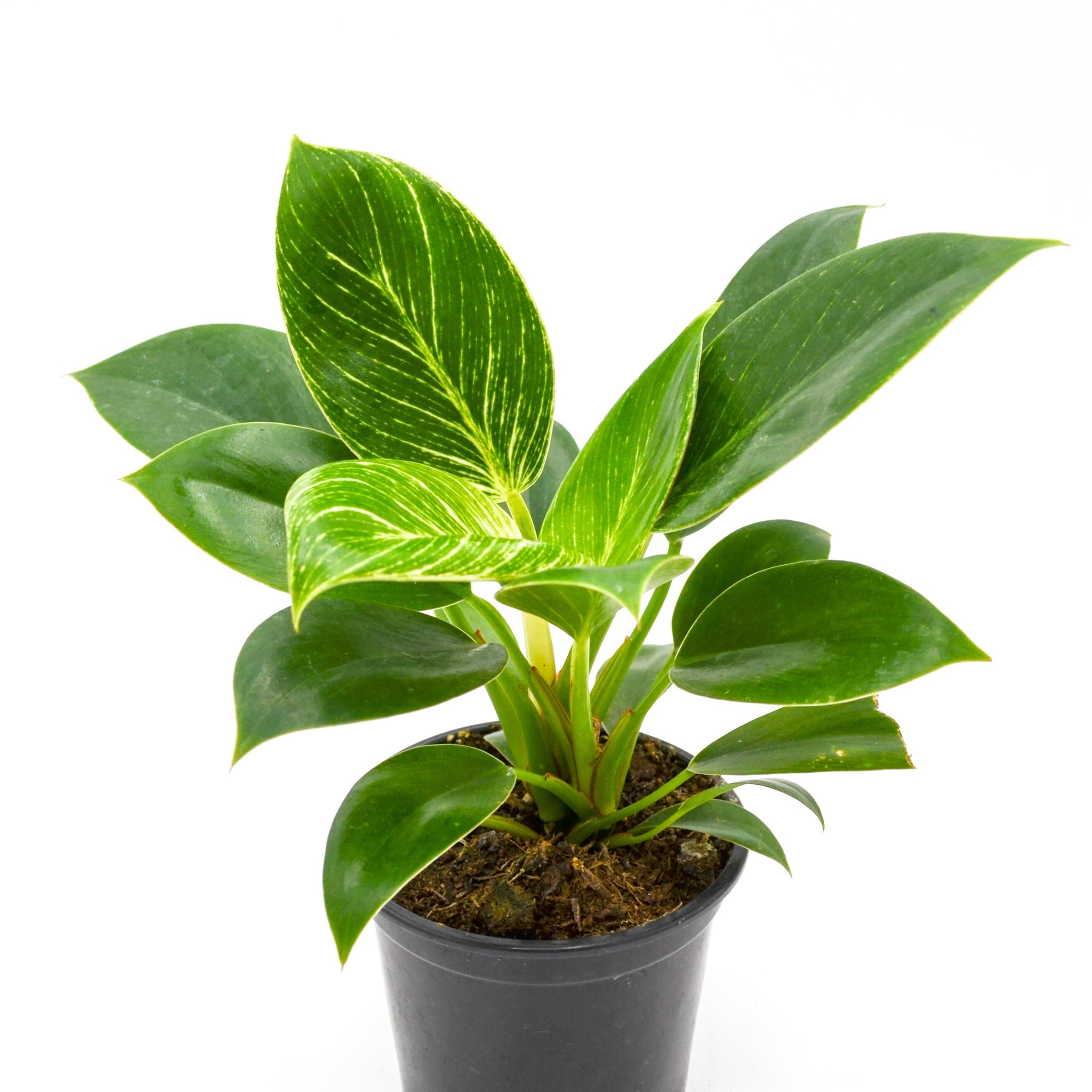 Philodendron Birkin Hybrid