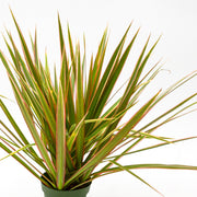 Dracaena 'Colorama'