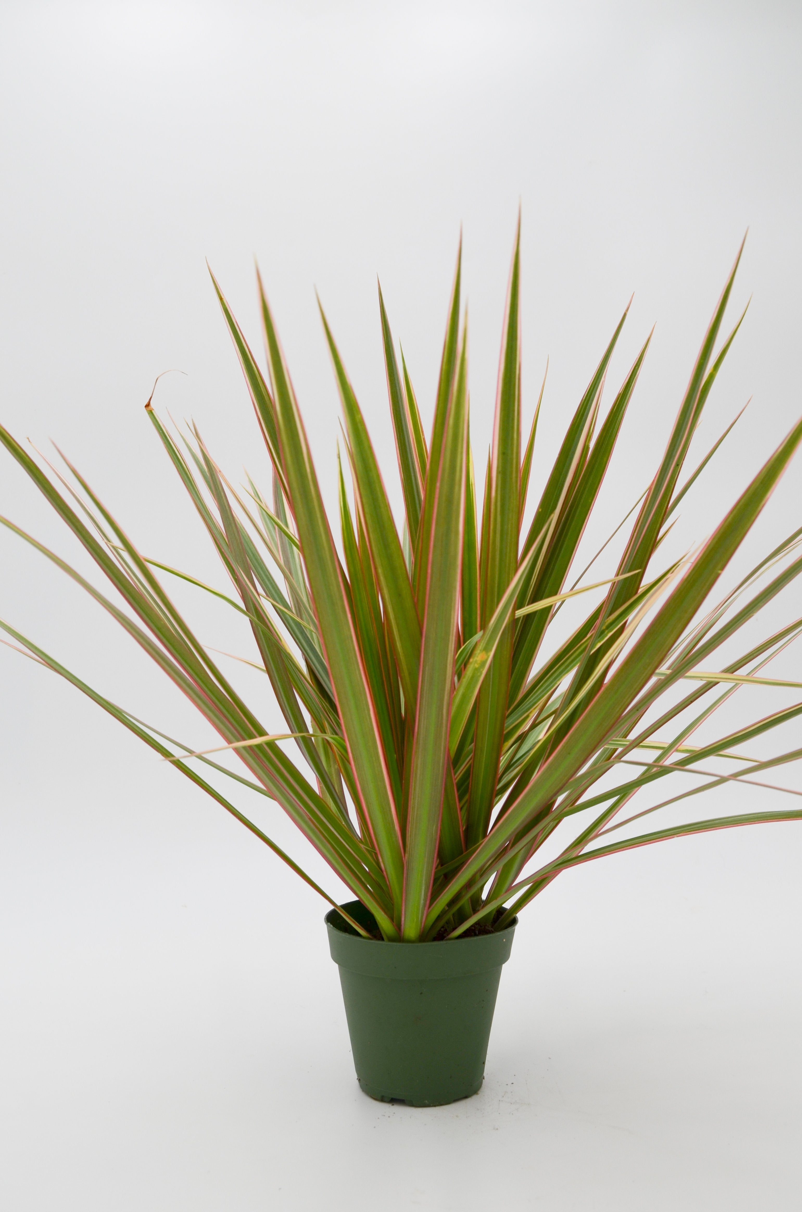 Dracaena 'Colorama'
