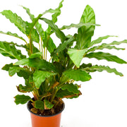 Calathea rufibarba