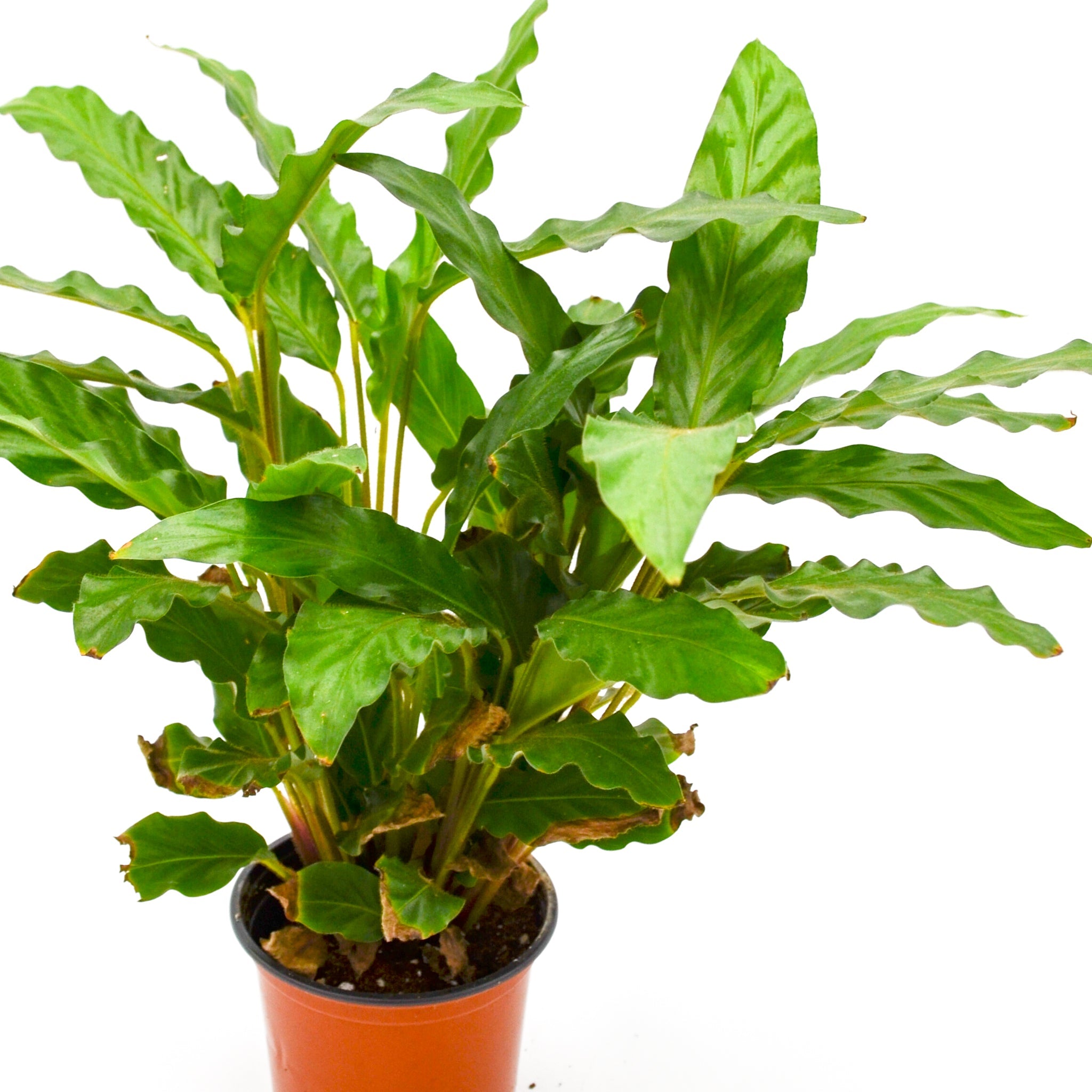 Calathea rufibarba