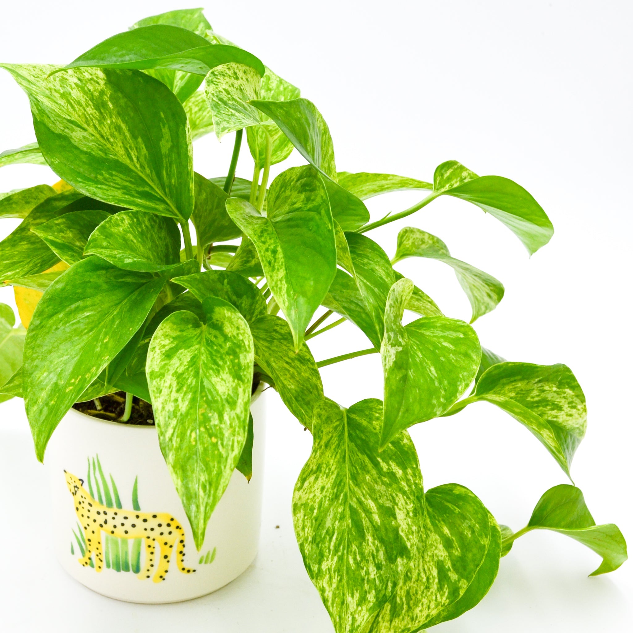 Pothos "Golden" (Epipremnum aureum)