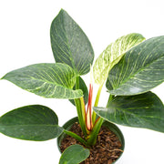 Philodendron Birkin Hybrid