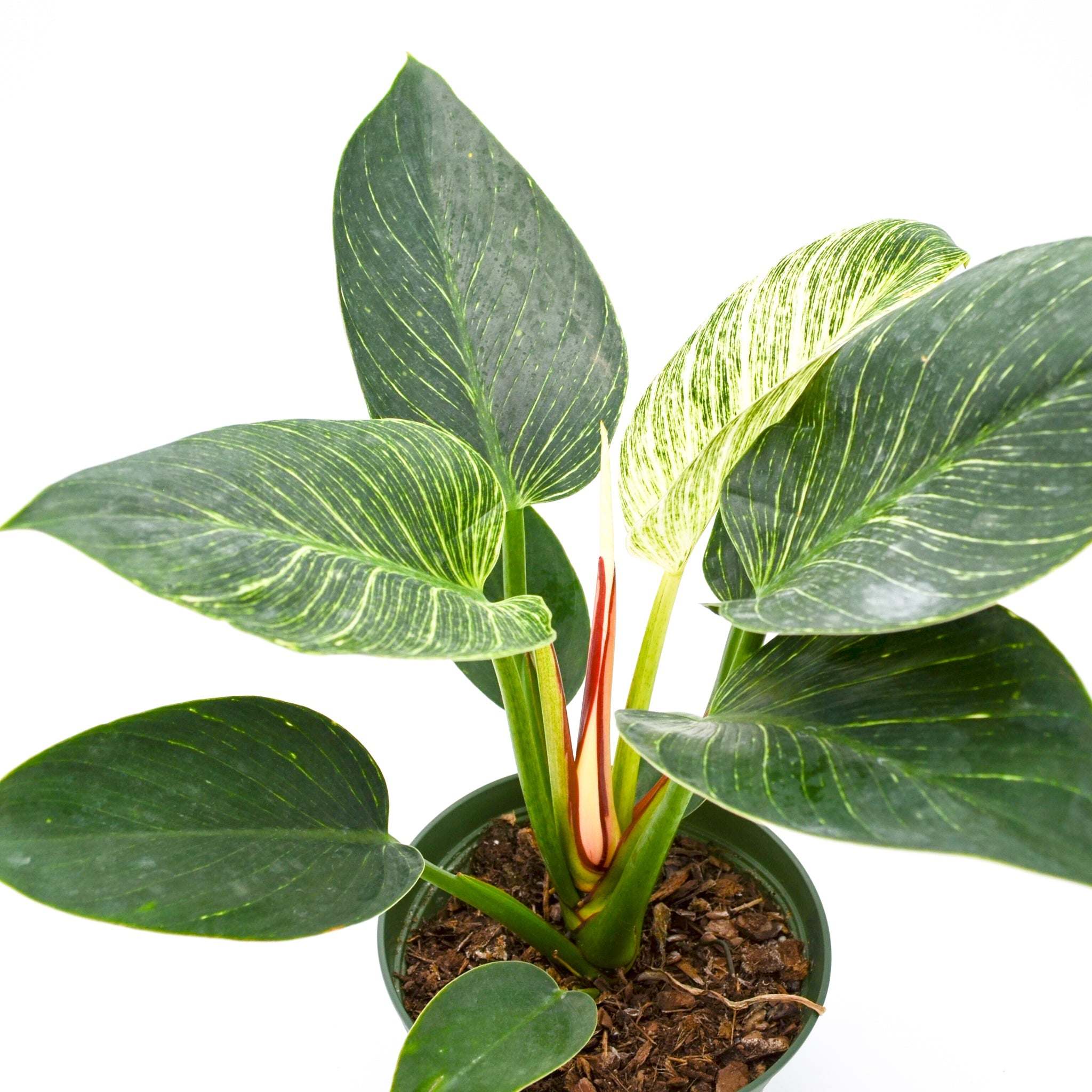 Philodendron Birkin Hybrid