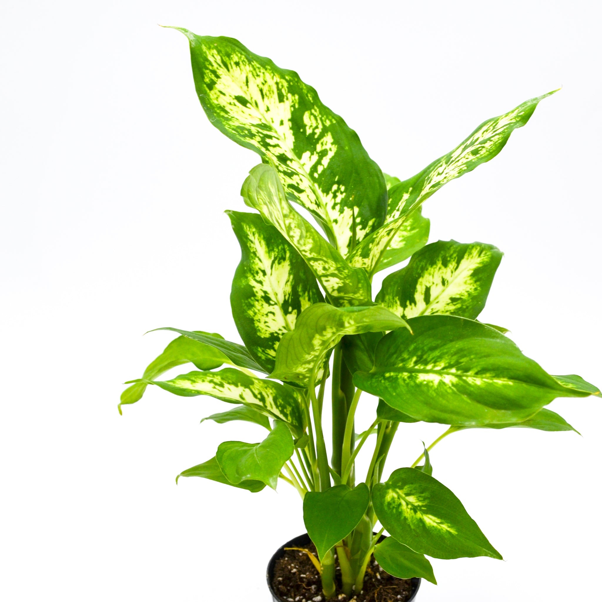 Dumb Cane (Dieffenbachia)