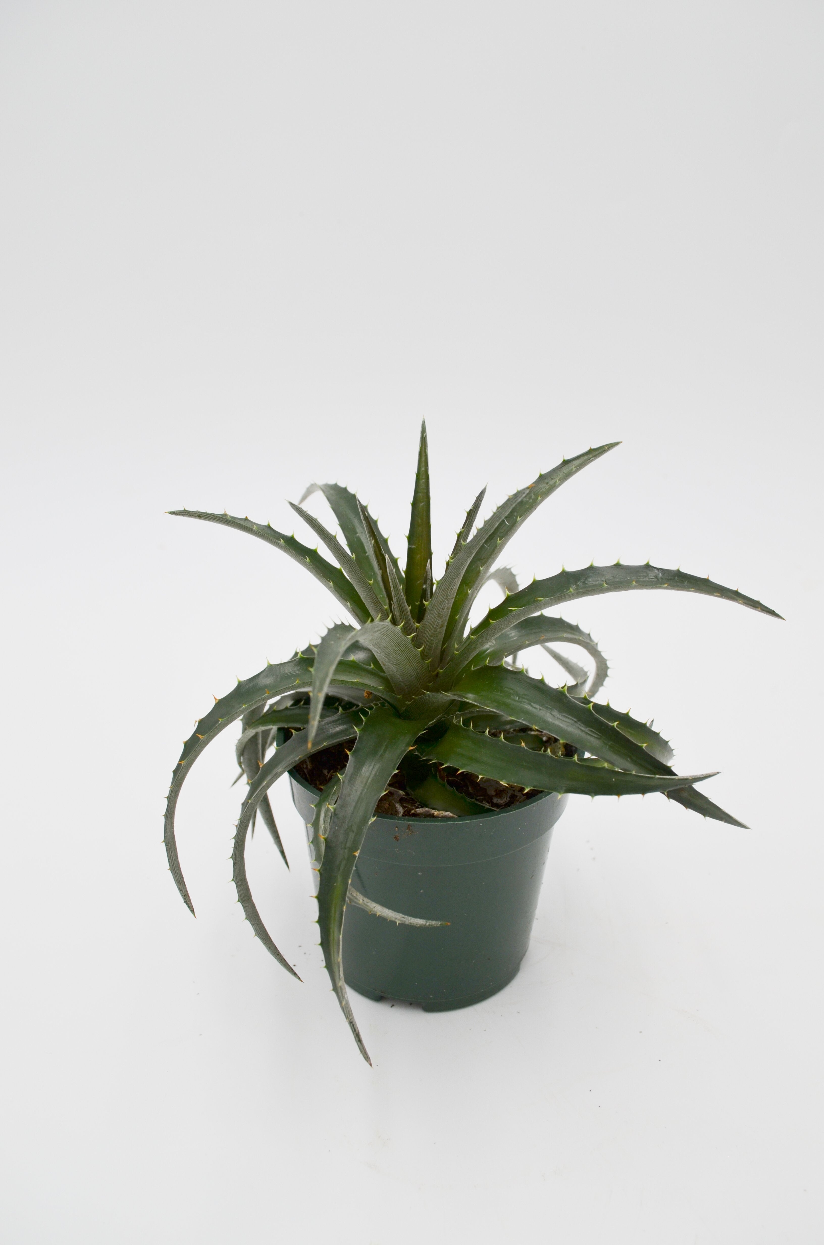 Dyckia brevifolia