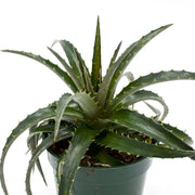 Dyckia brevifolia