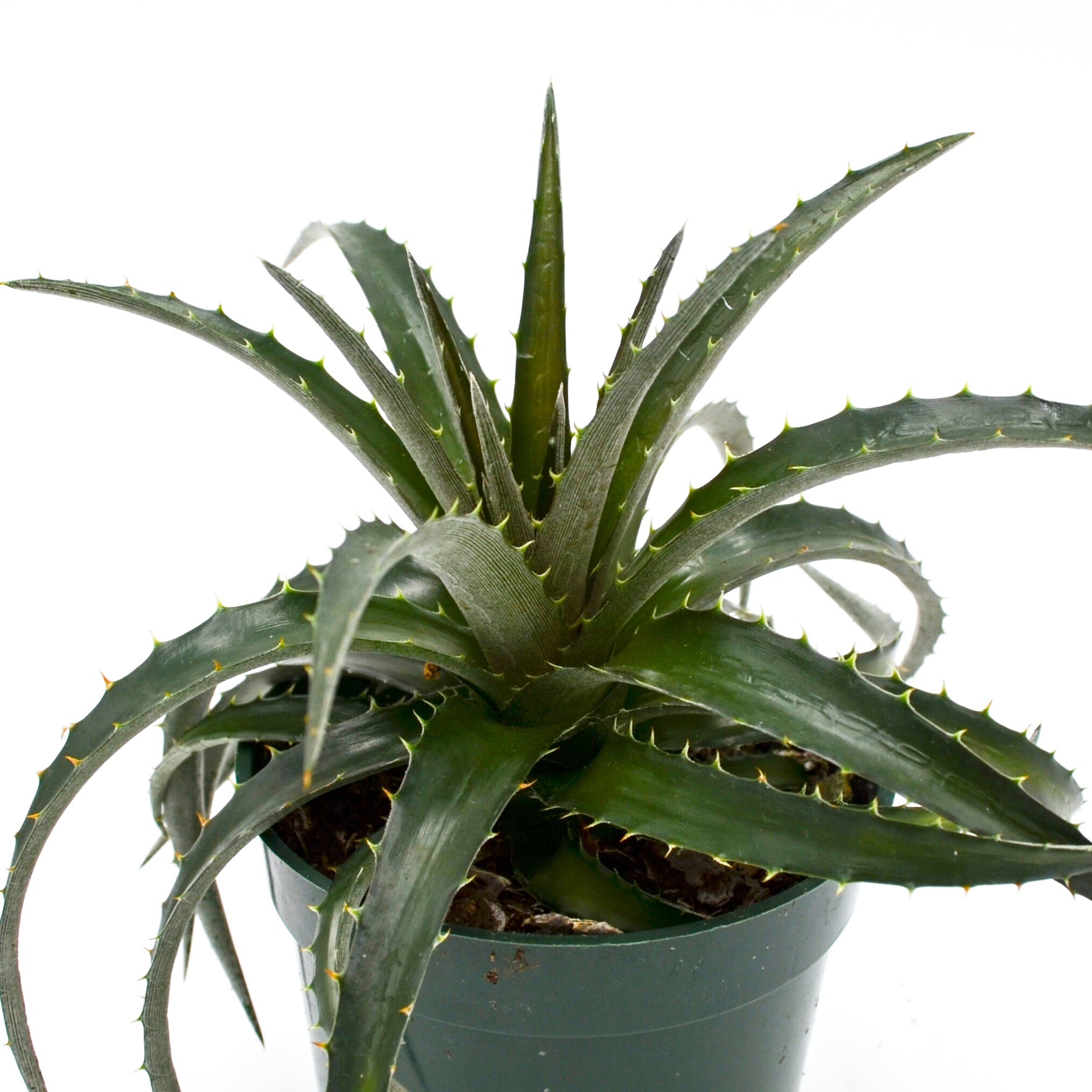 Dyckia brevifolia