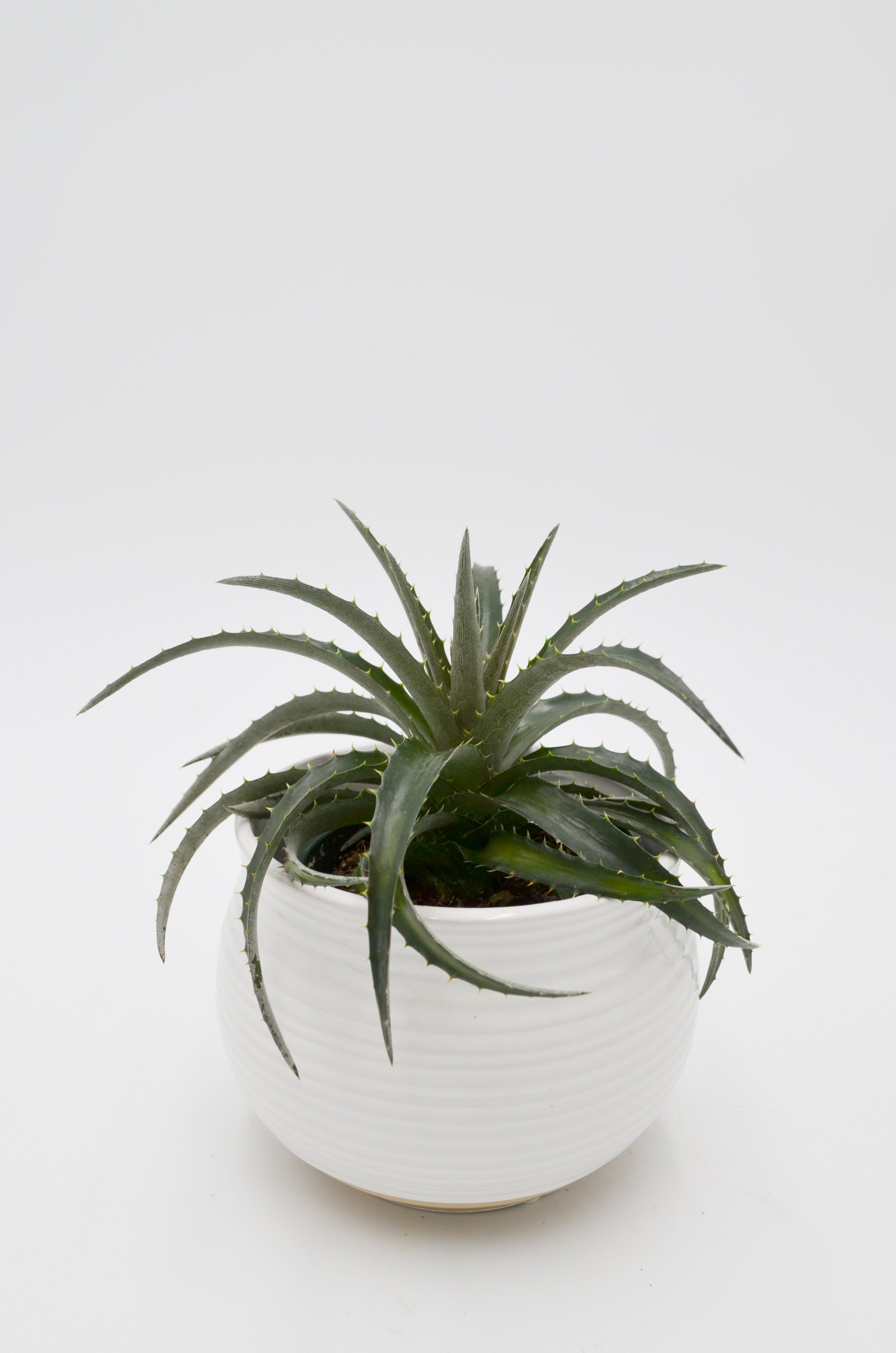 Dyckia brevifolia
