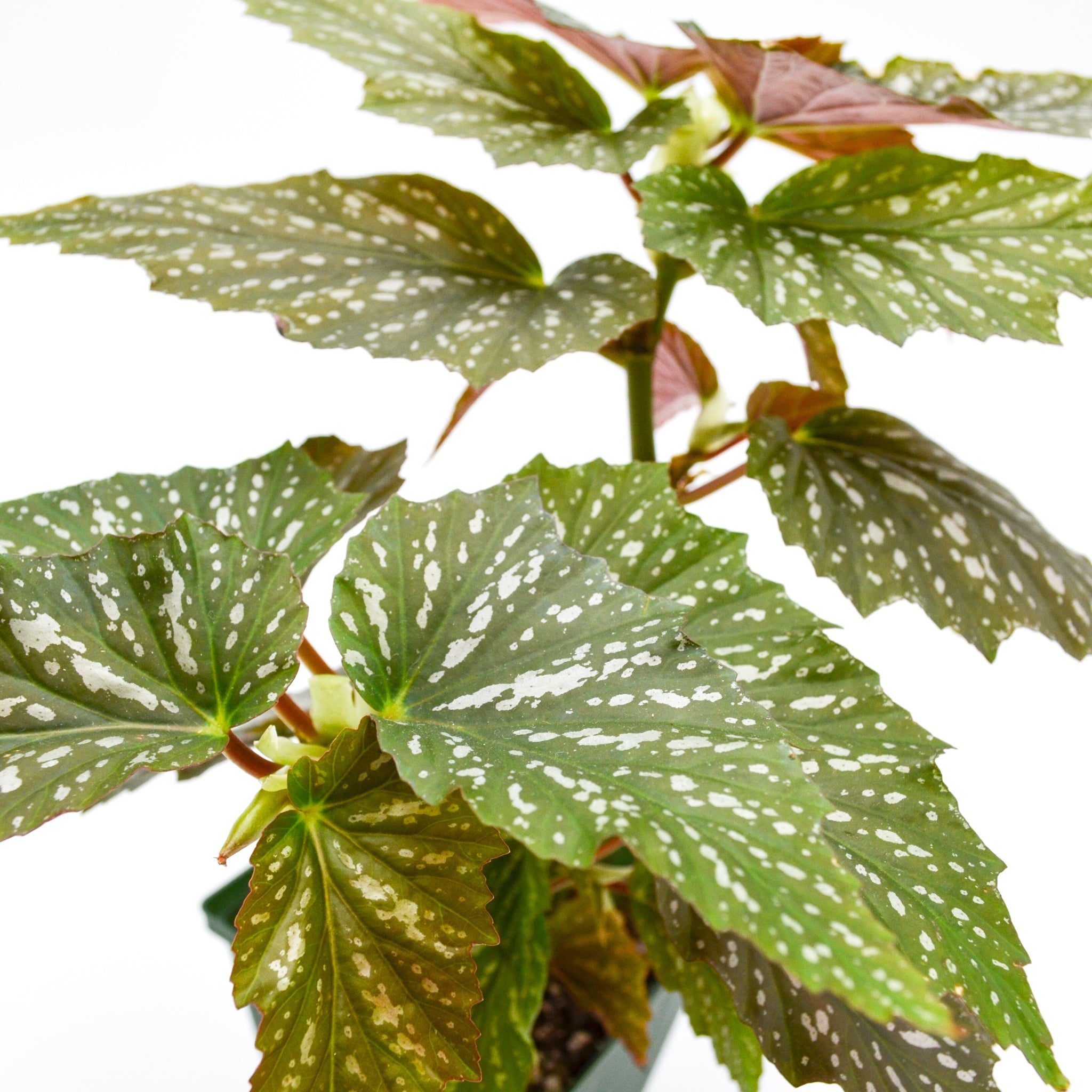 Angel Wing Begonia (Begonia Argenteo-guttata)
