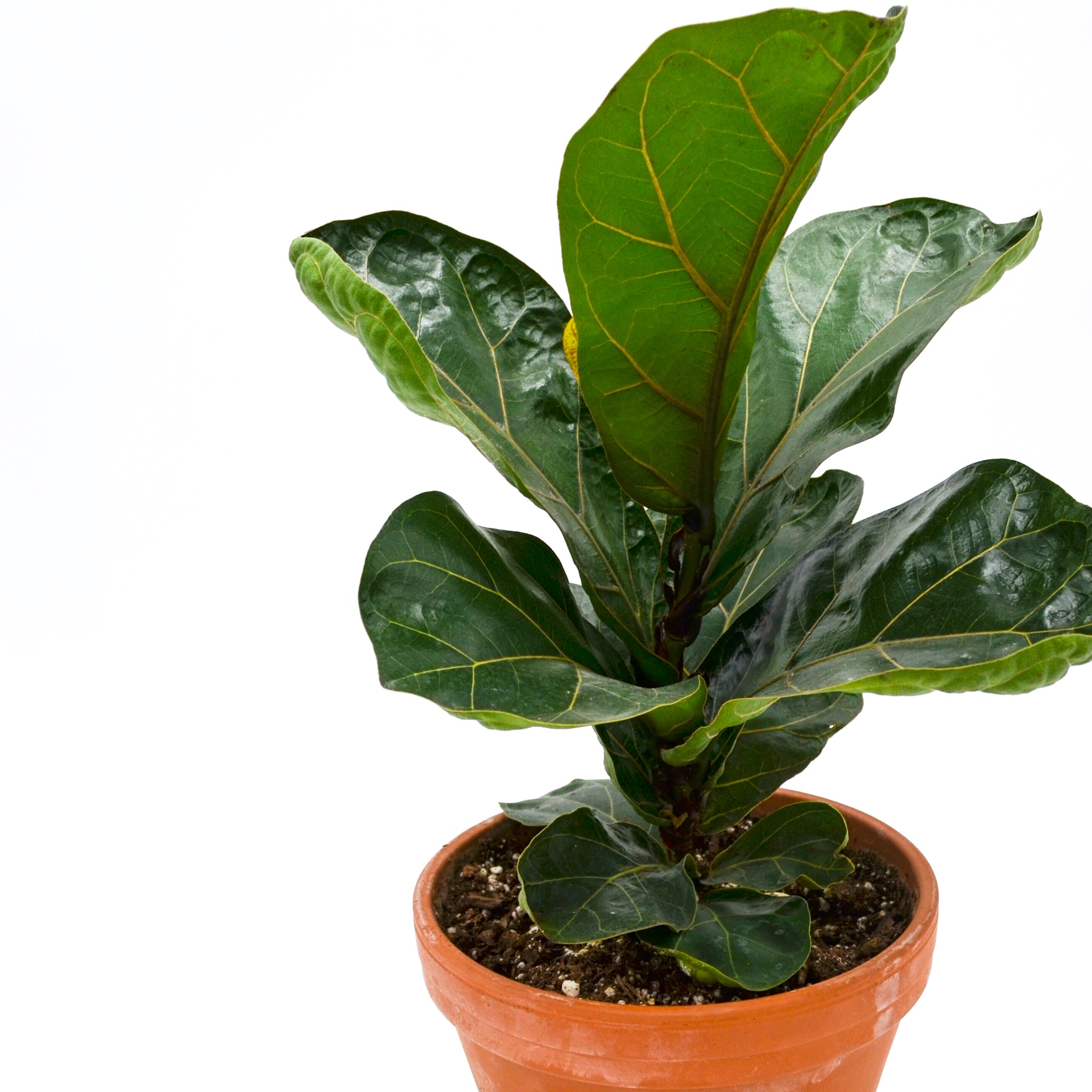 Fiddle-leaf Fig (Ficus lyrata) in Terracotta Pot