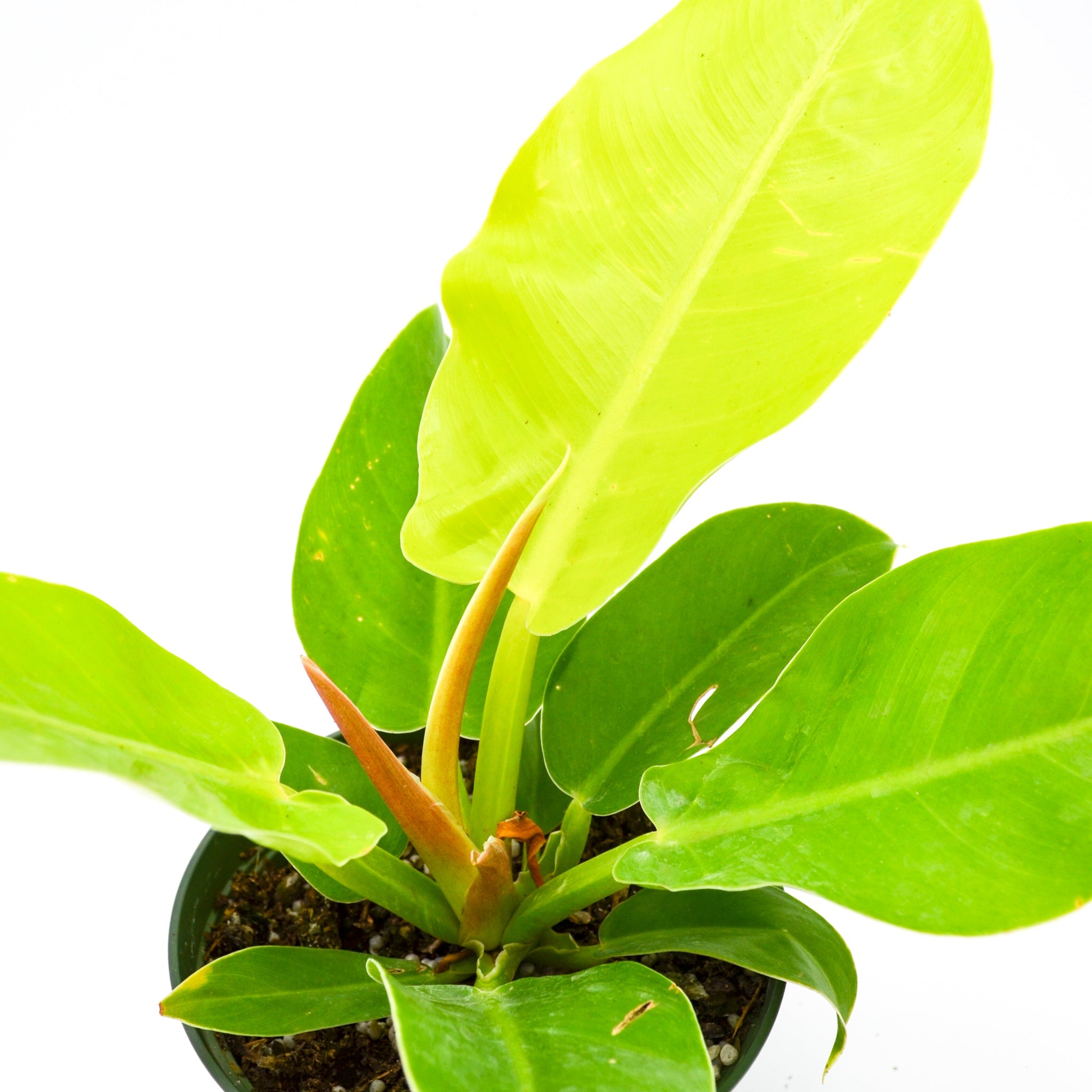 Philodendron "Moonlight" Hybrid