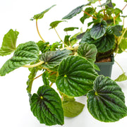 Peperomia caperata