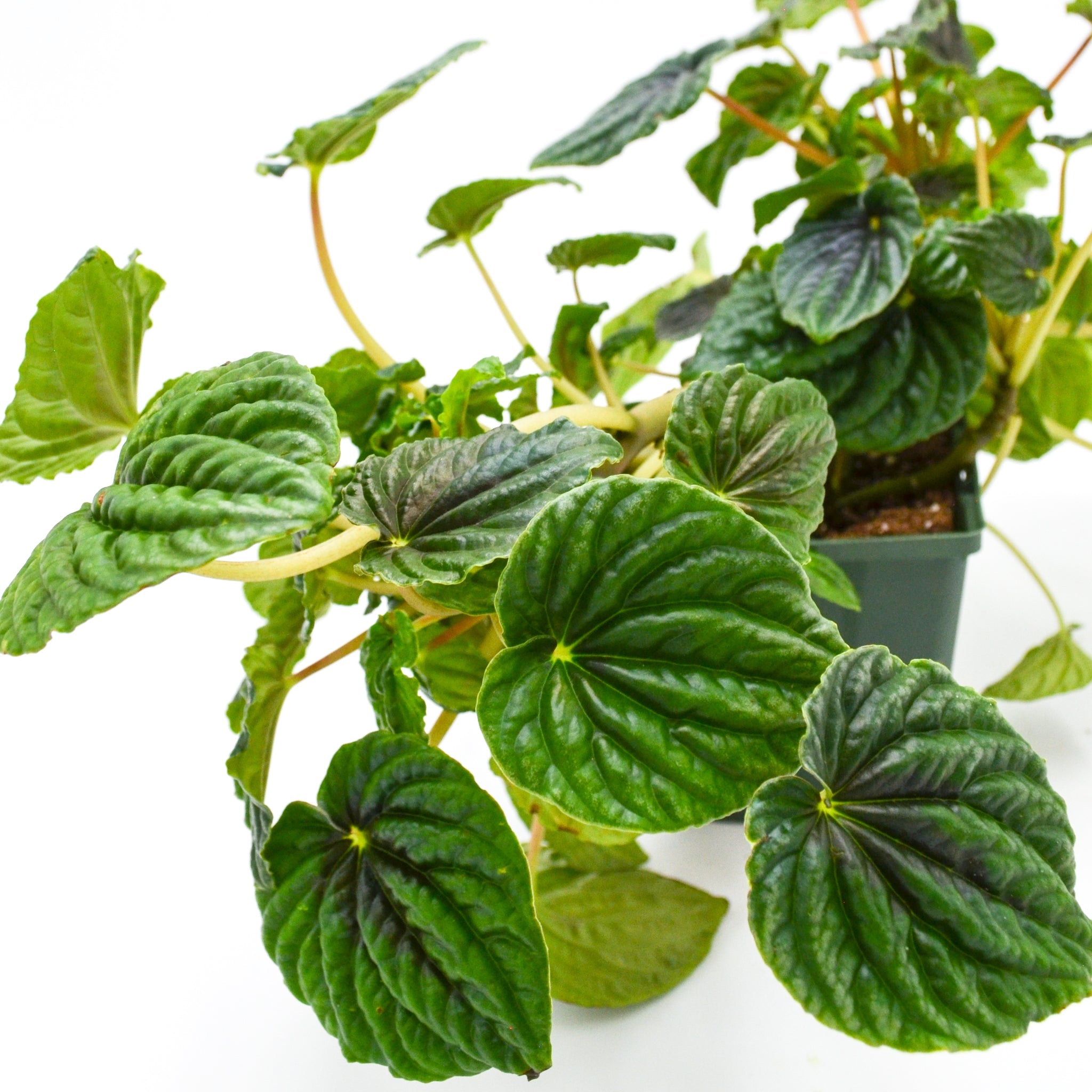 Peperomia caperata