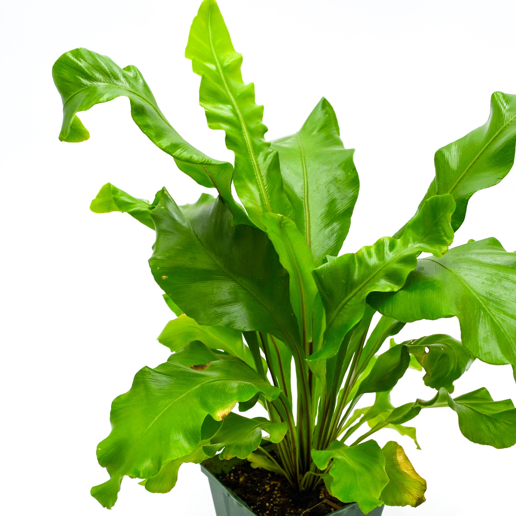 Bird's Nest Fern (Asplenium nidus)