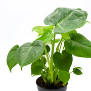 Monstera (Monstera deliciosa)