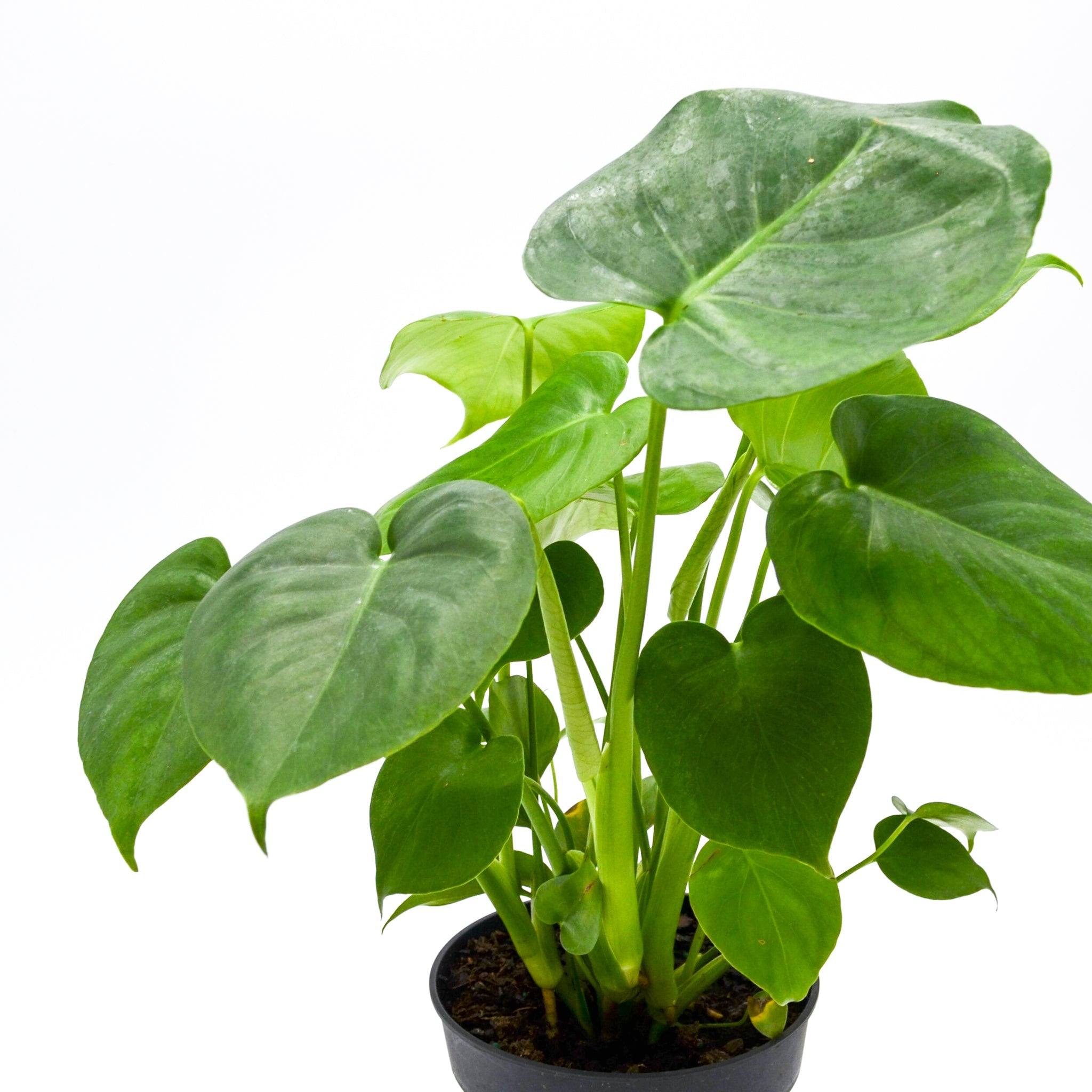 Monstera (Monstera deliciosa)