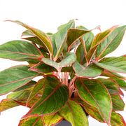 Chinese Evergreen "Ruby Ray" (Aglaonema)