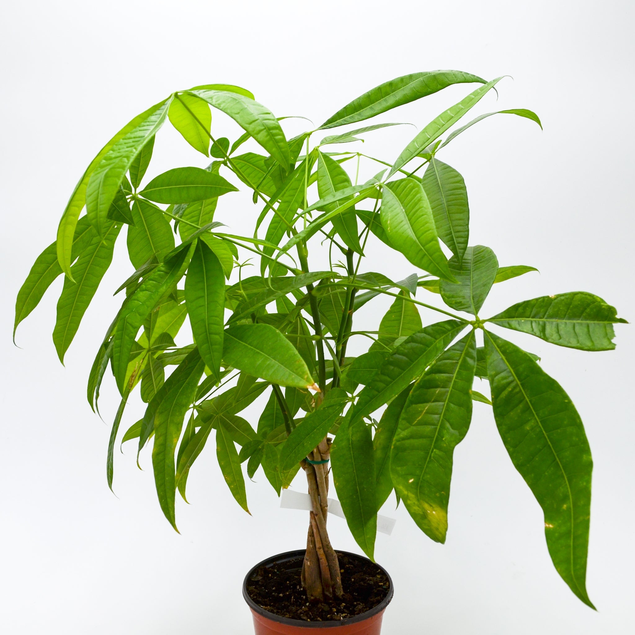 Money Tree (Pachira aquatica)