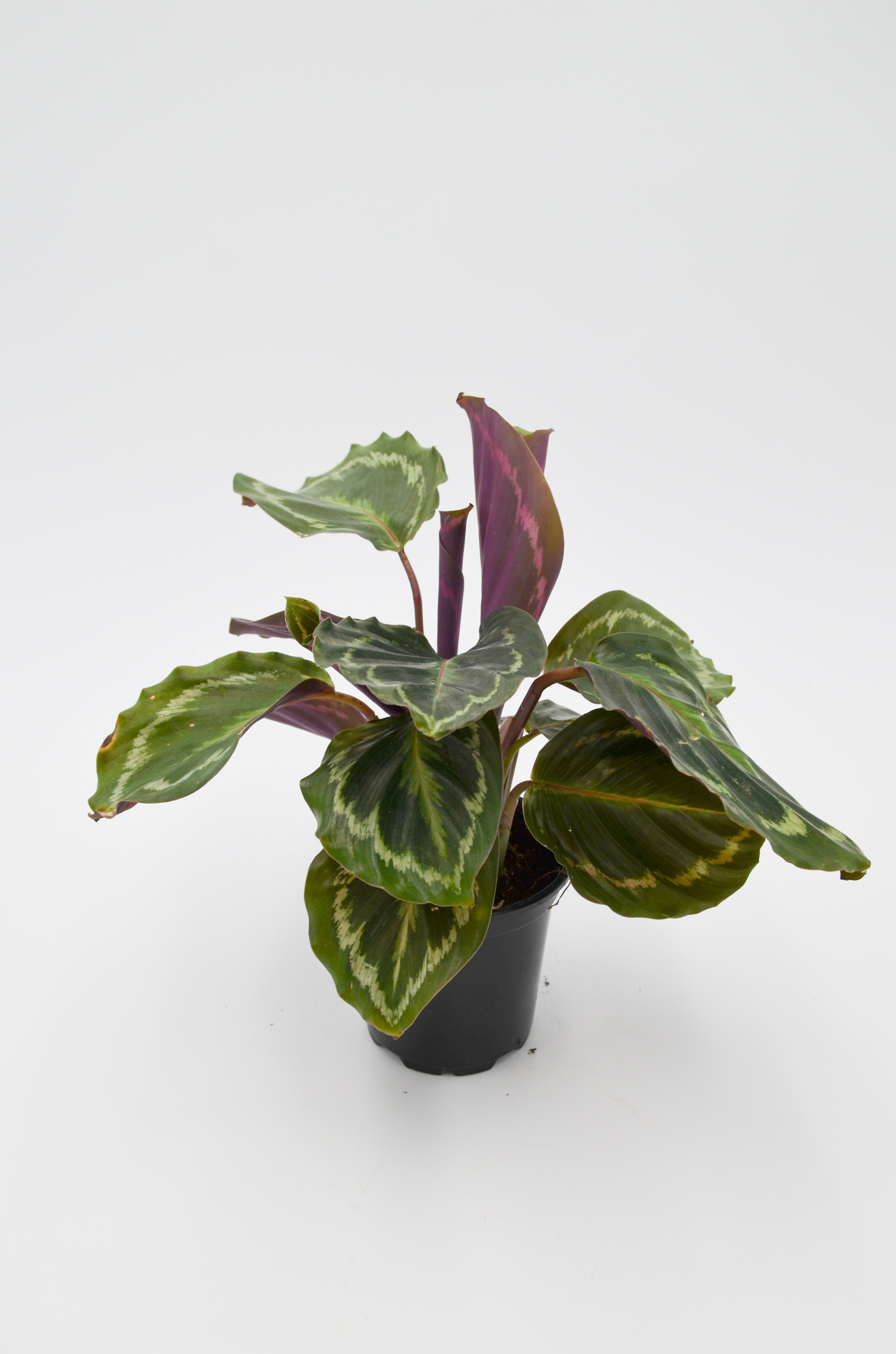 Calathea "Medallion" (Calathea roseopicta)
