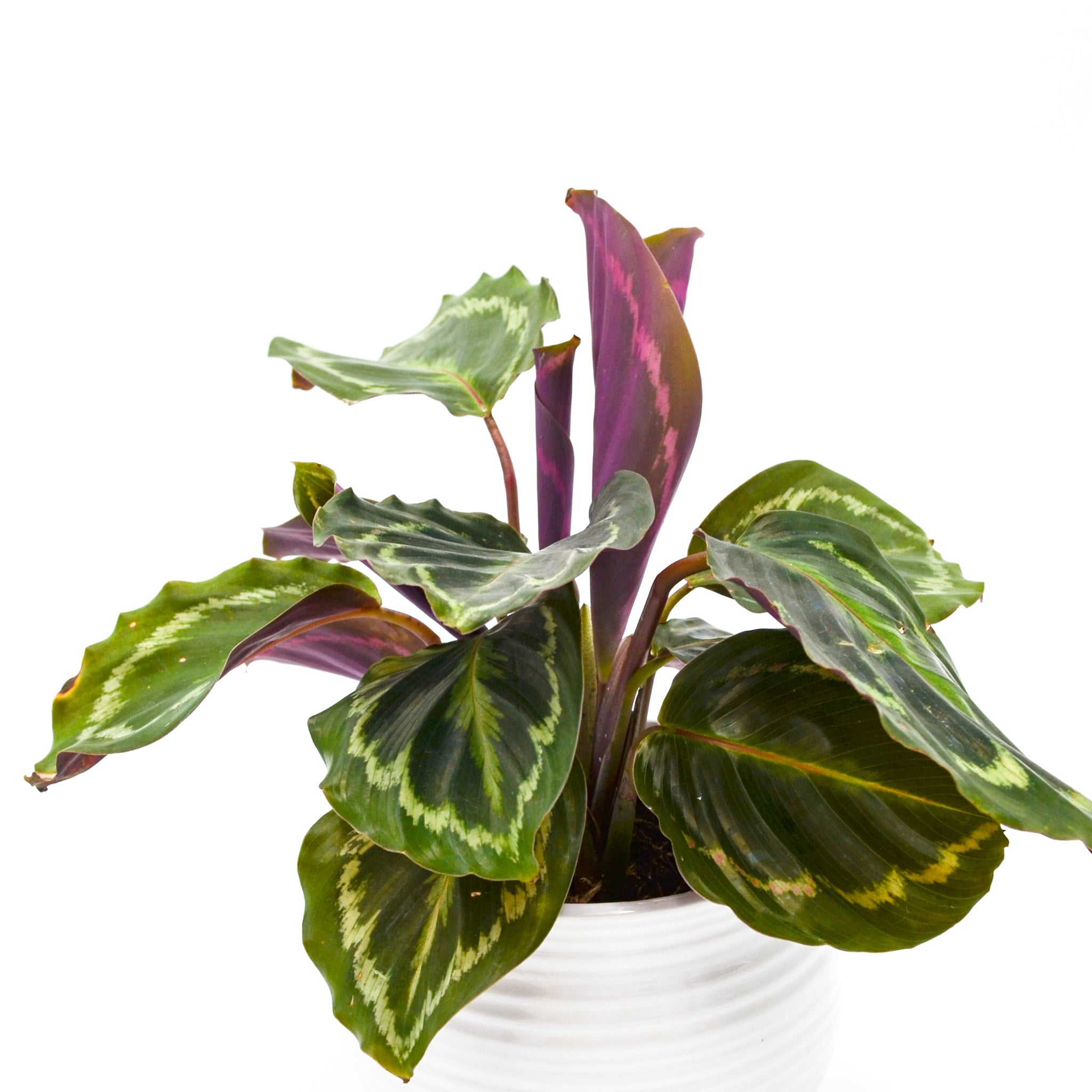 Calathea "Medallion" (Calathea roseopicta)