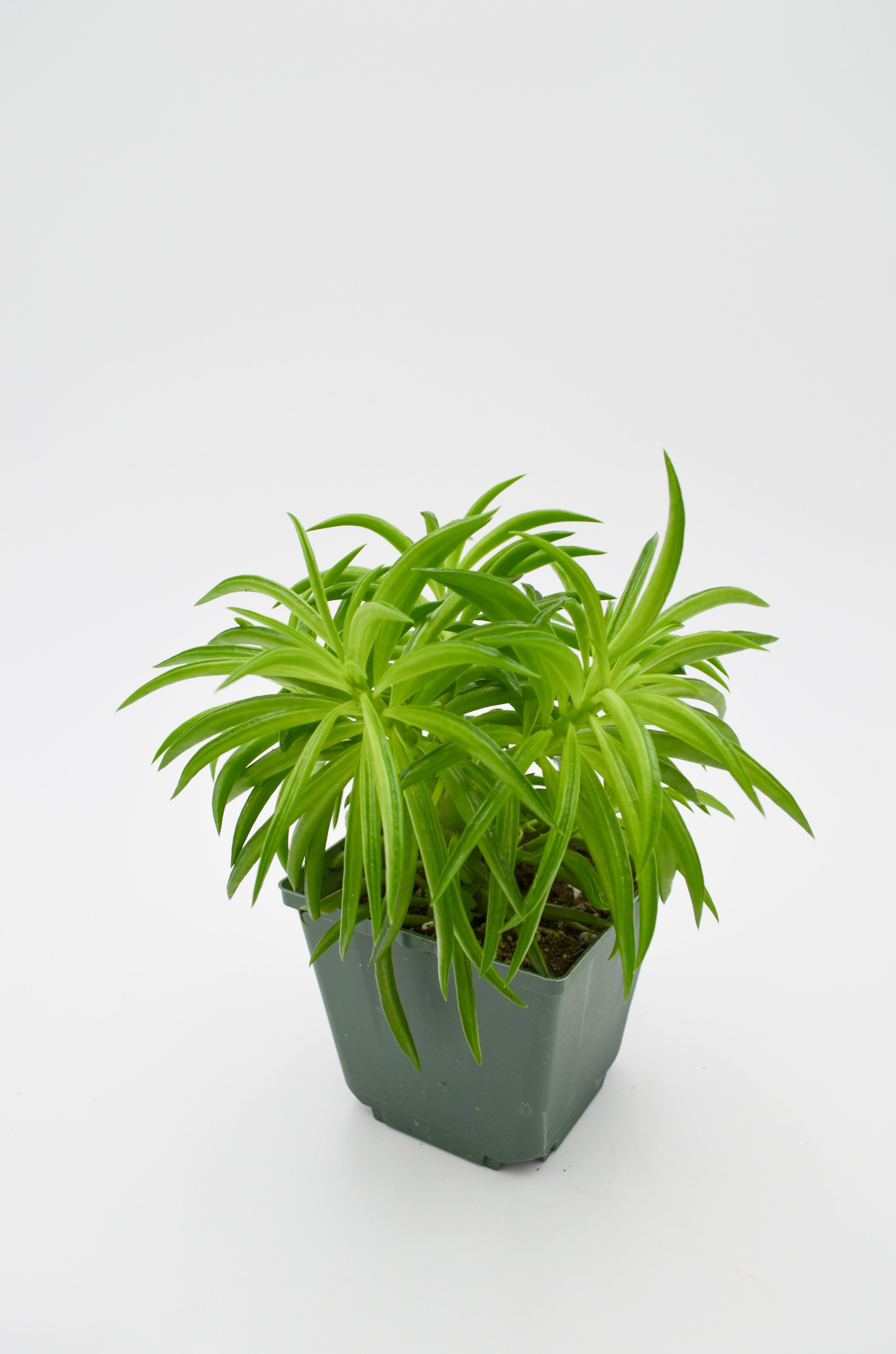 Green Bean Peperomia (Peperomia ferreyrae)