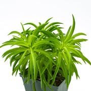 Green Bean Peperomia (Peperomia ferreyrae)