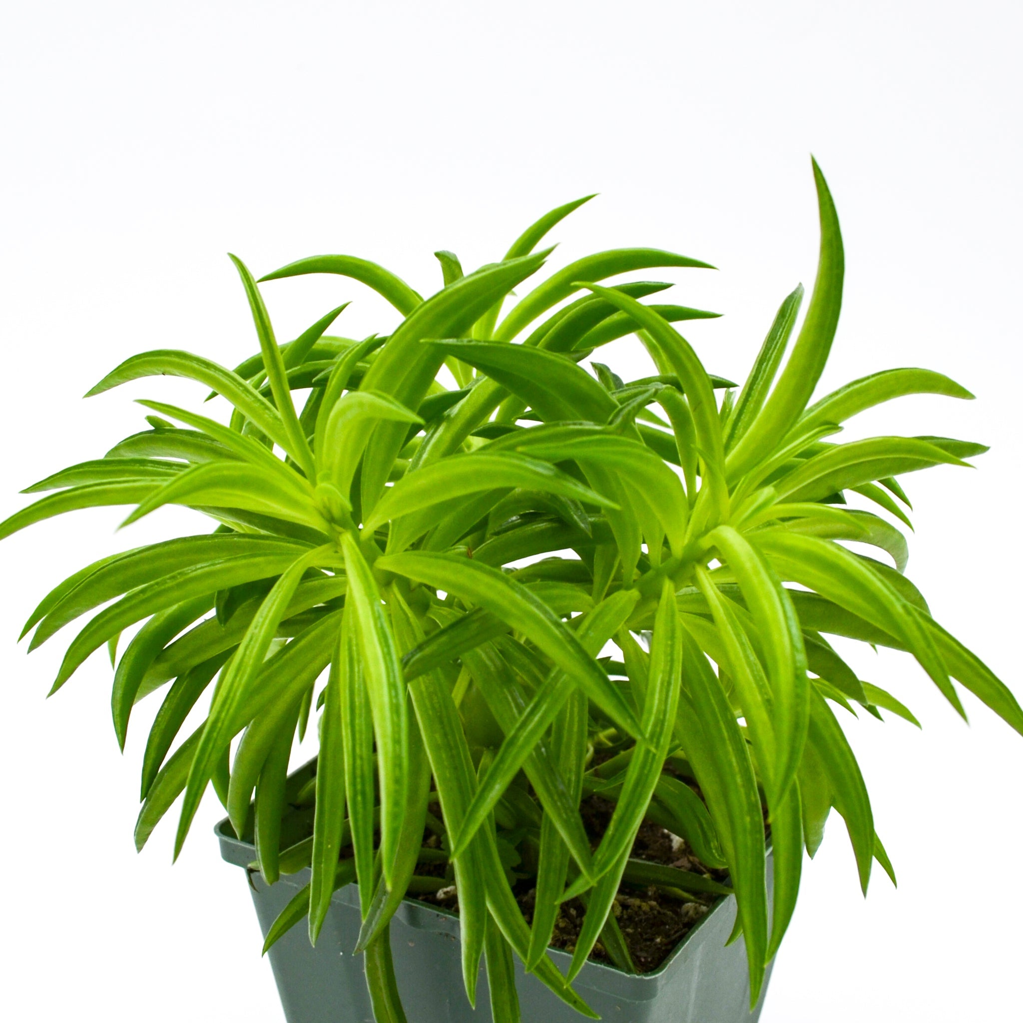 Green Bean Peperomia (Peperomia ferreyrae)