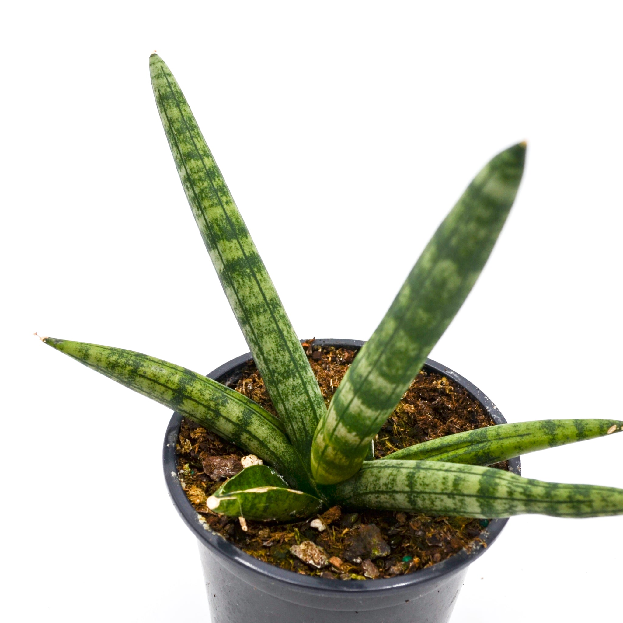 Snake Plant 'Starfish' (Sansevieria cylindrica)