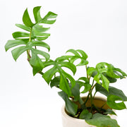 Splitleaf Philodendron (Rhaphidophora tetrasperma)