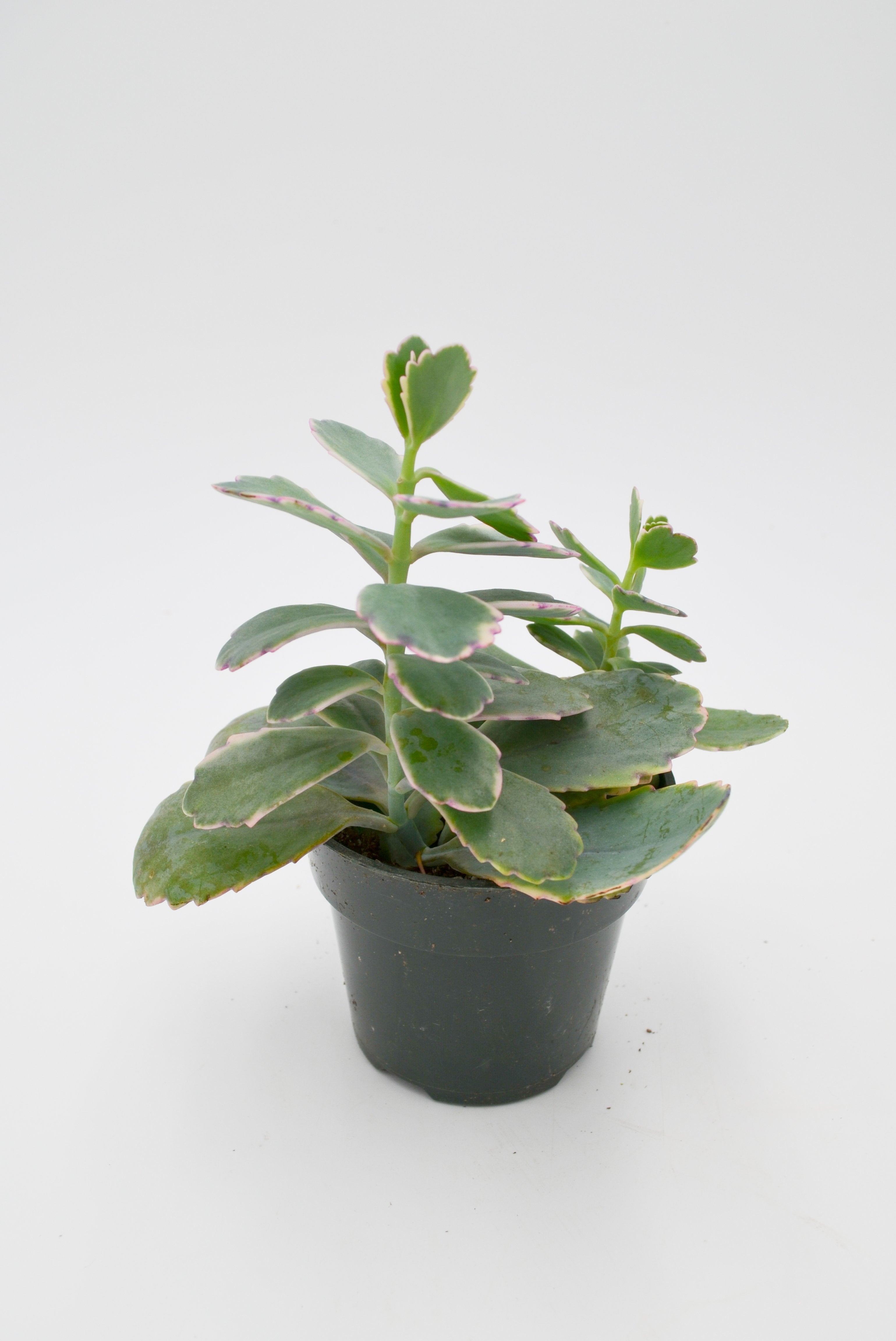 Kalanchoe Laxiflora