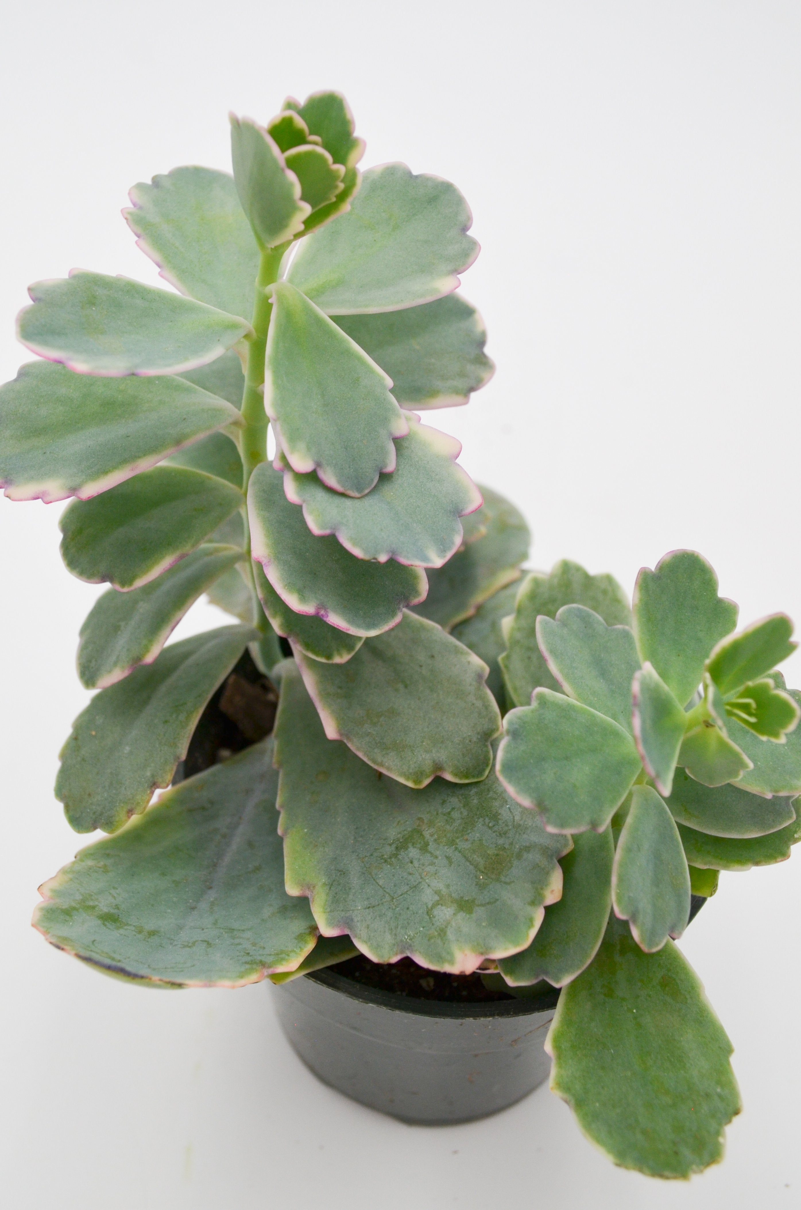 Kalanchoe Laxiflora