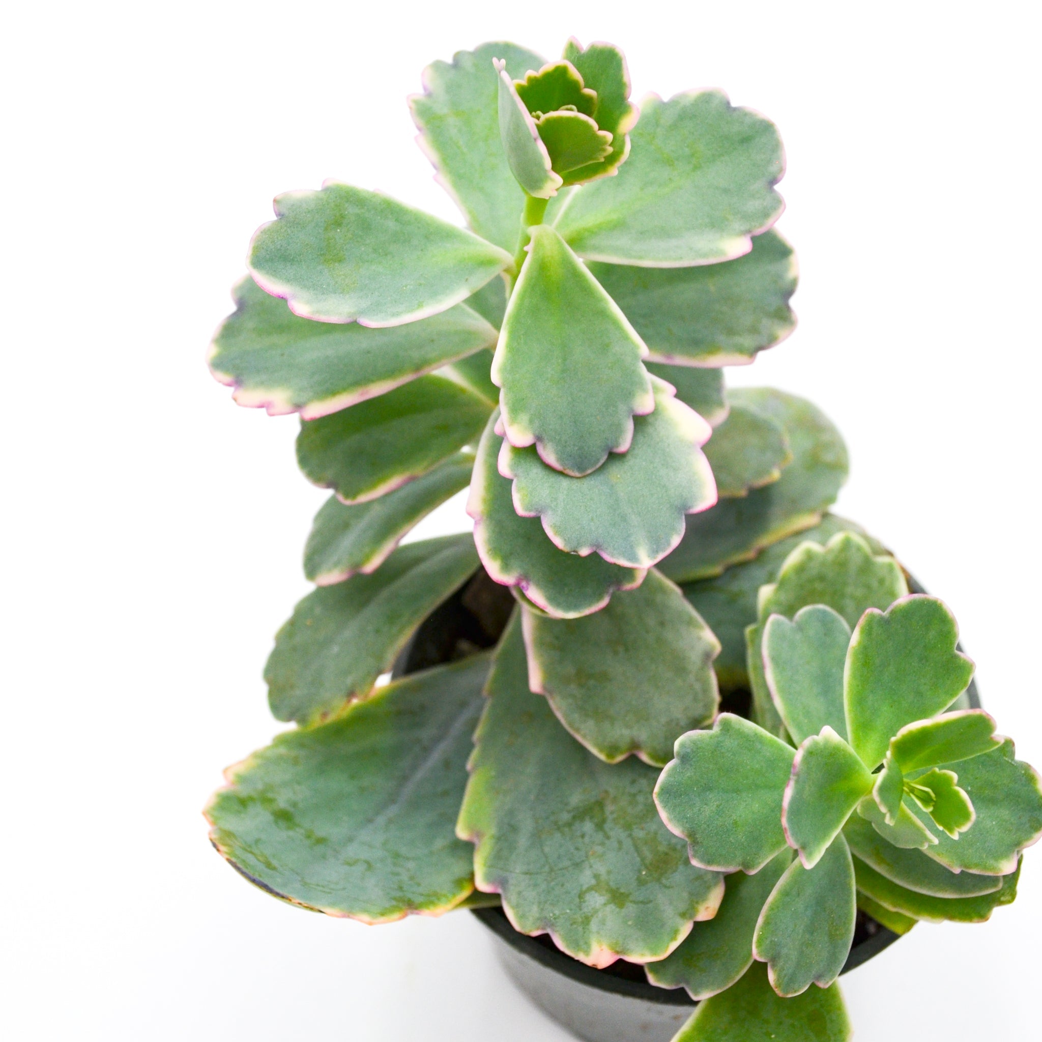 Kalanchoe Laxiflora