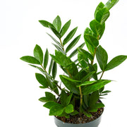 ZZ Plant Zamioculcas Zamiifolia