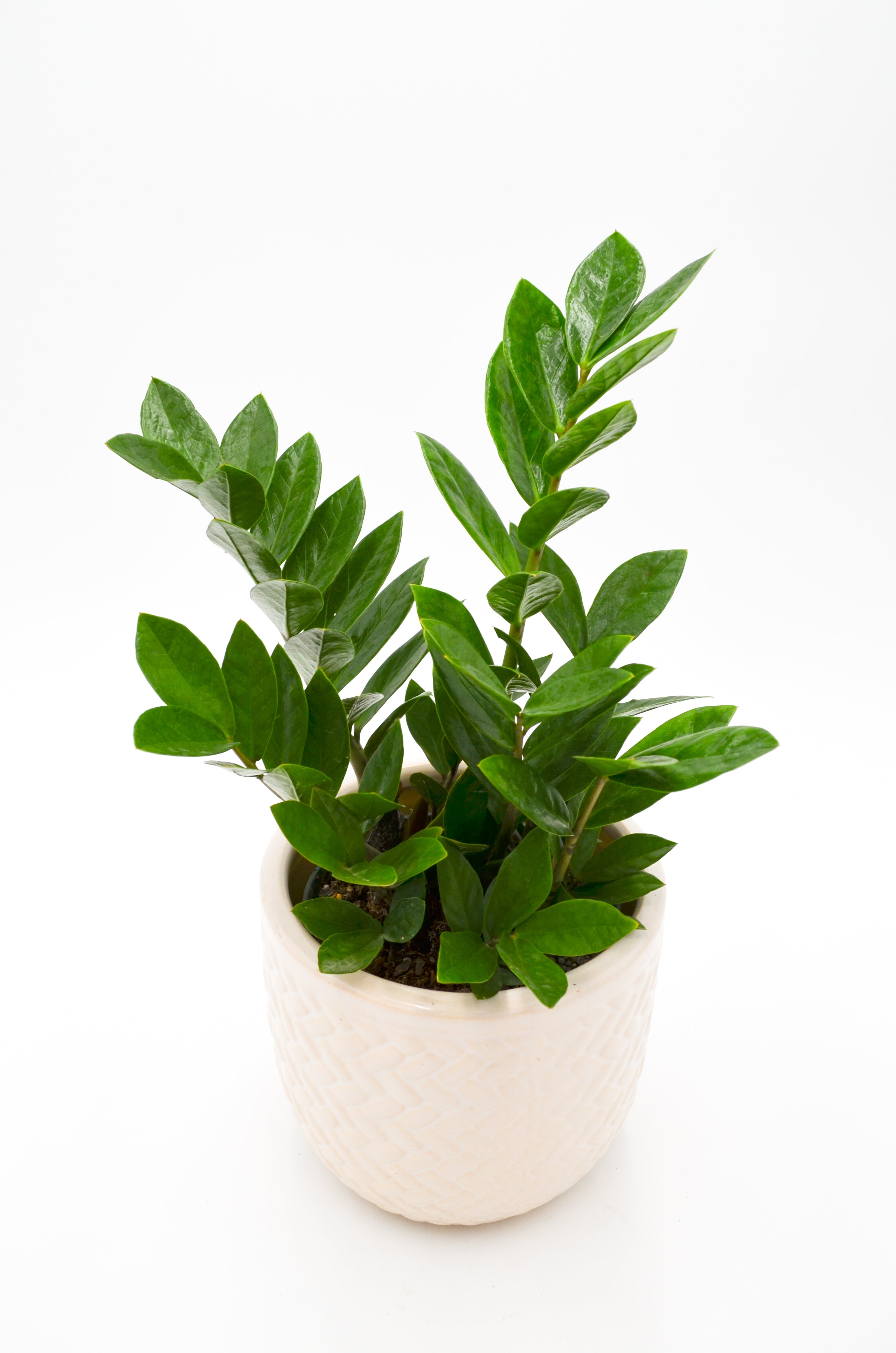 ZZ Plant Zamioculcas Zamiifolia