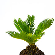 Sago Palm (Cycas revoluta)