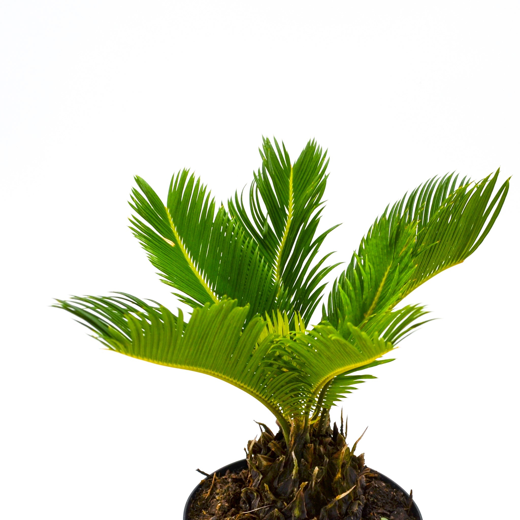 Sago Palm (Cycas revoluta)