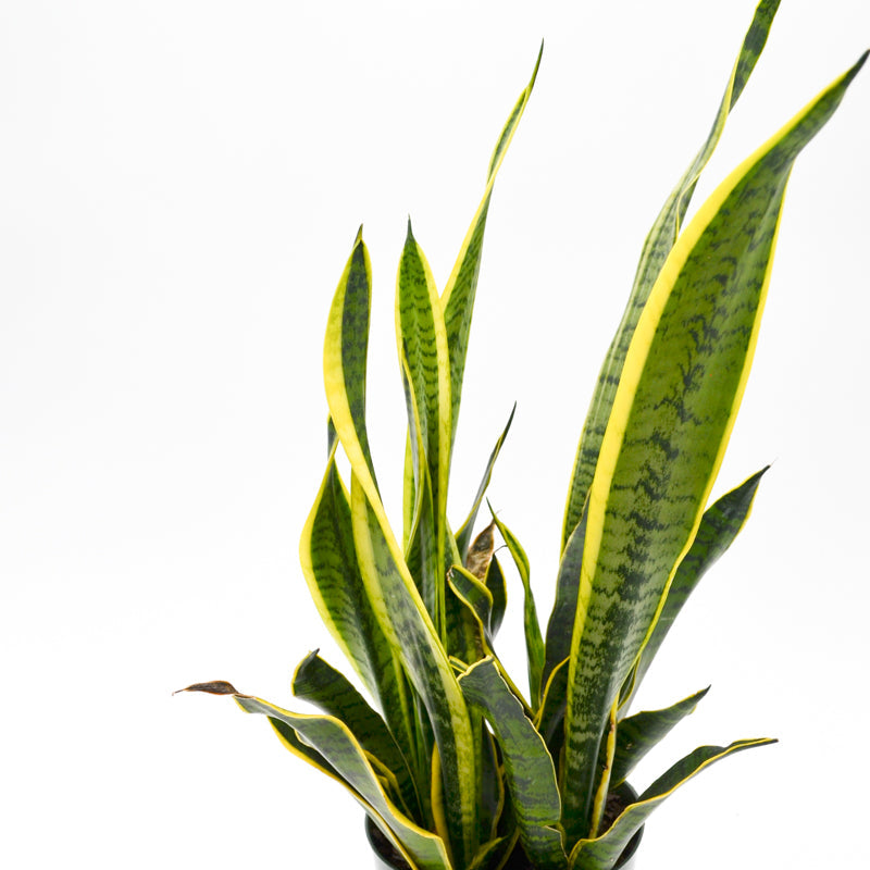 Snake Plant, Green + Yellow (Sansevieria trifasciata)