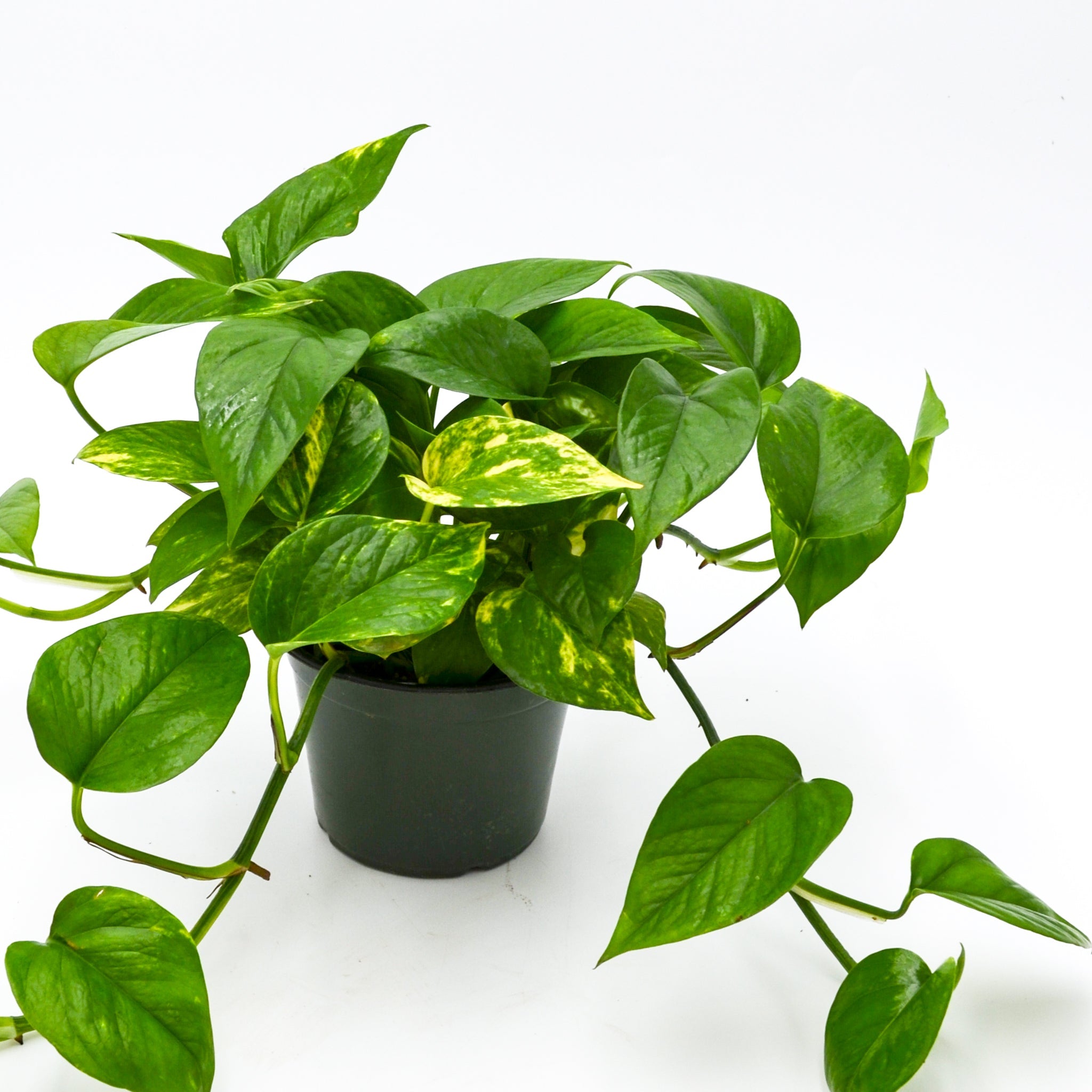 Pothos "Golden" (Epipremnum aureum)