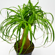 Ponytail Palm (Beaucarnea recurvata)