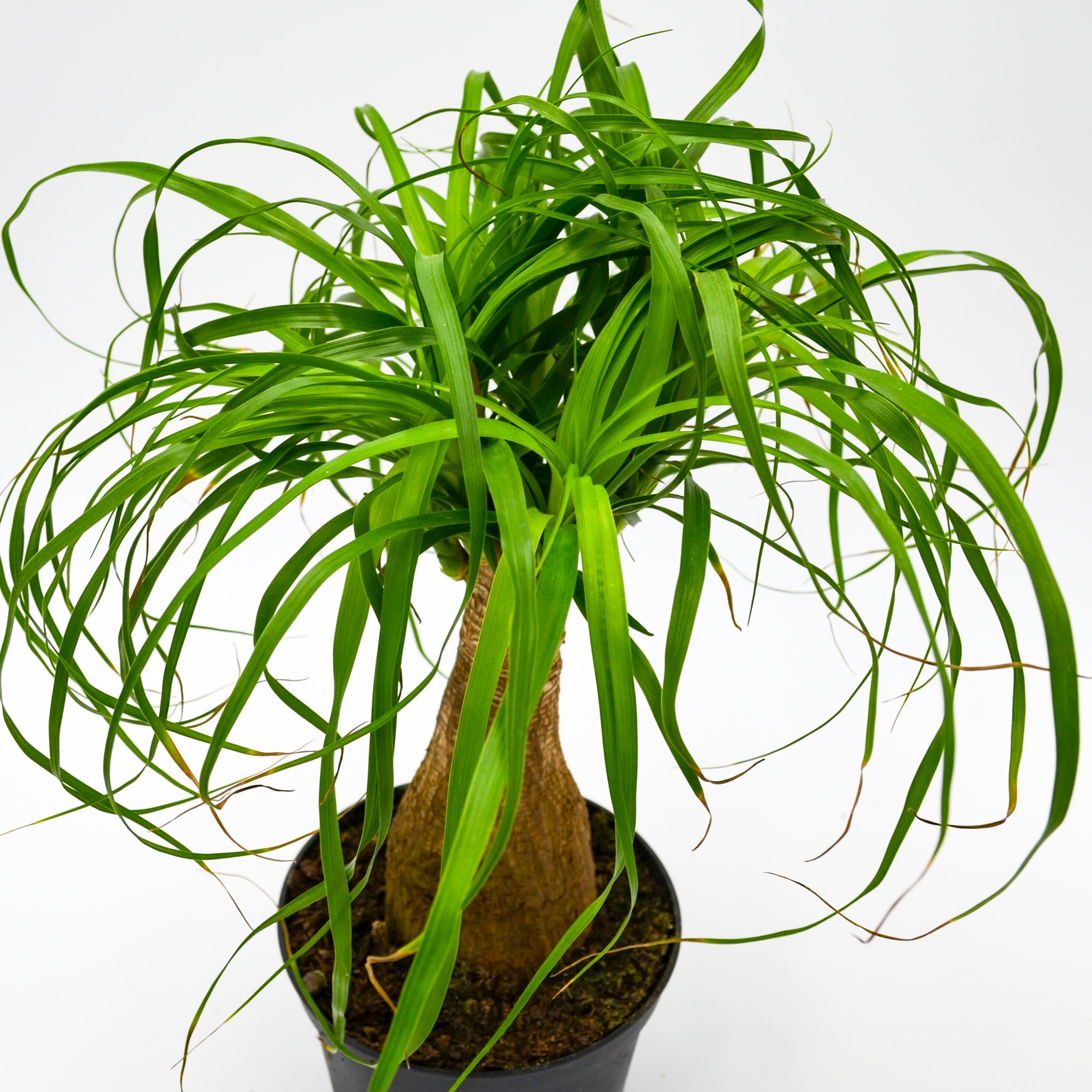 Ponytail Palm (Beaucarnea recurvata)