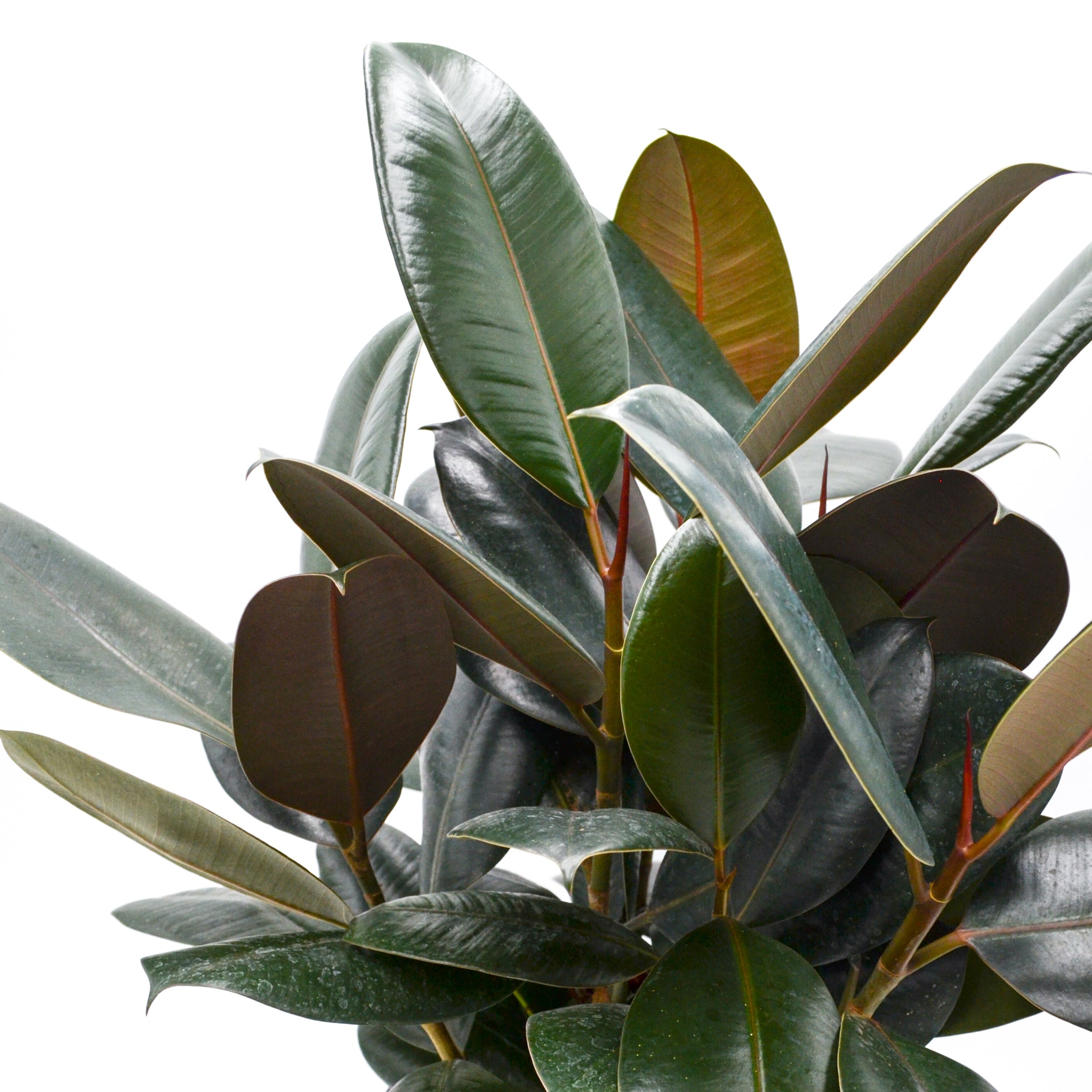 Rubber Tree 'Burgundy' (Ficus elastica)