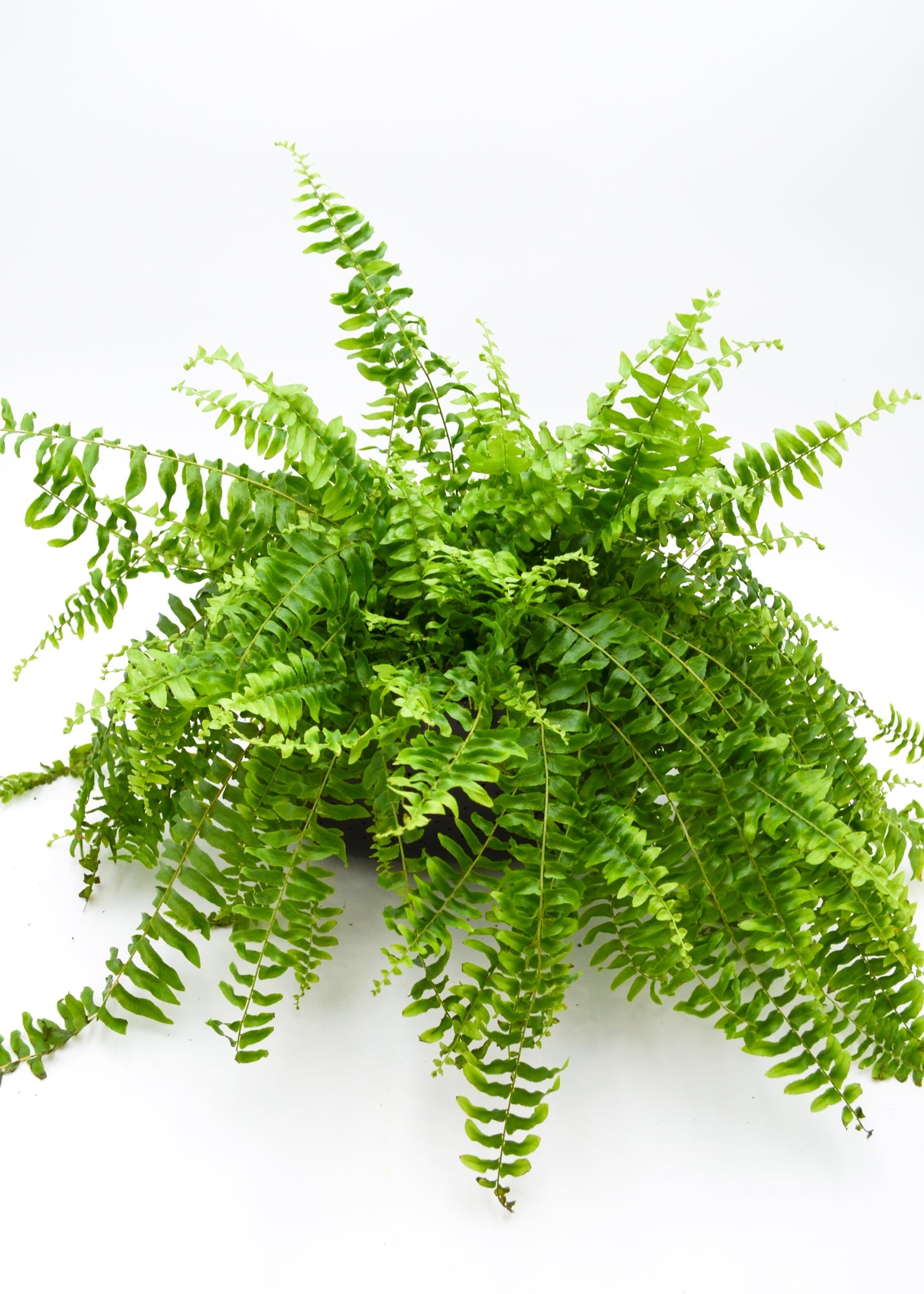 Boston Fern