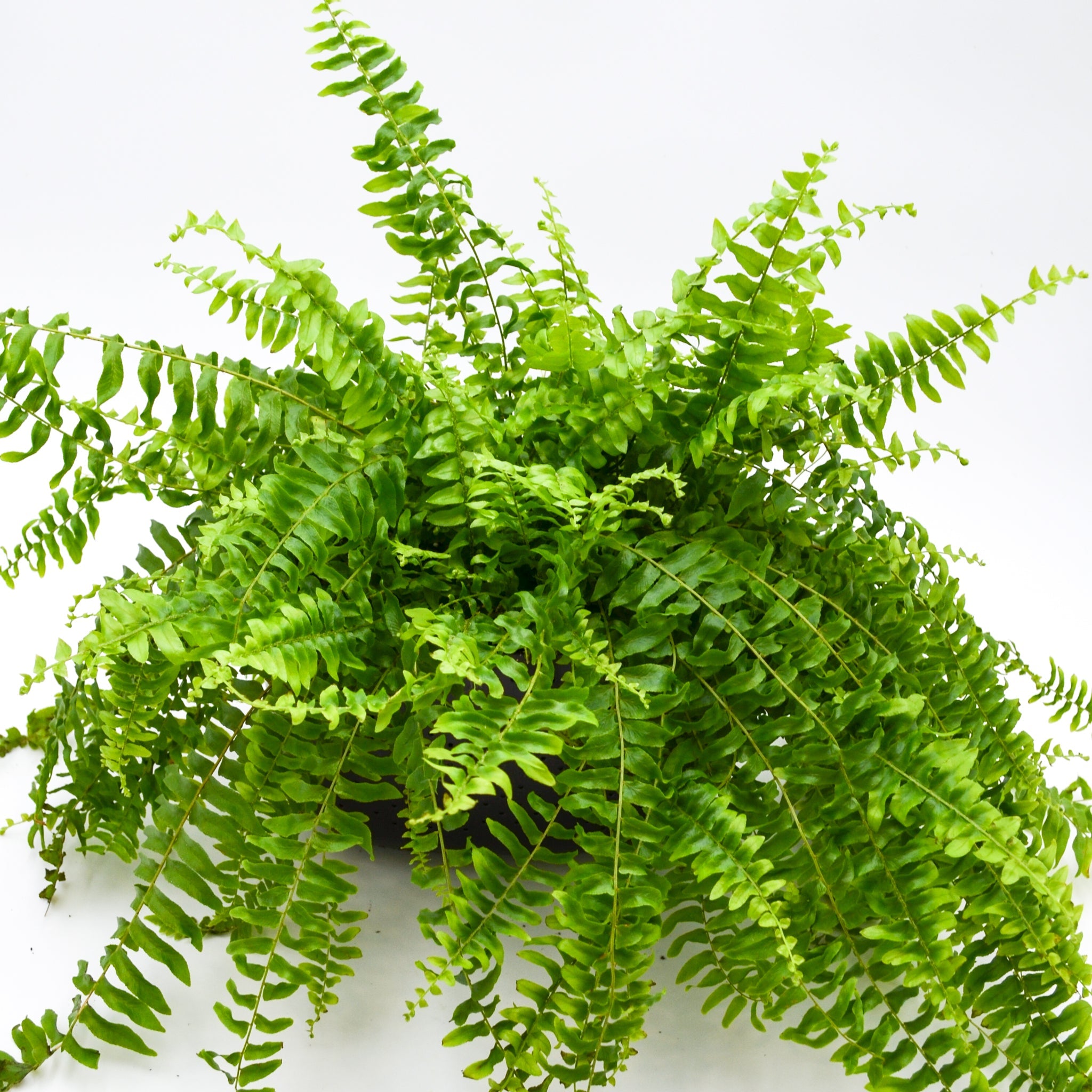 Boston Fern
