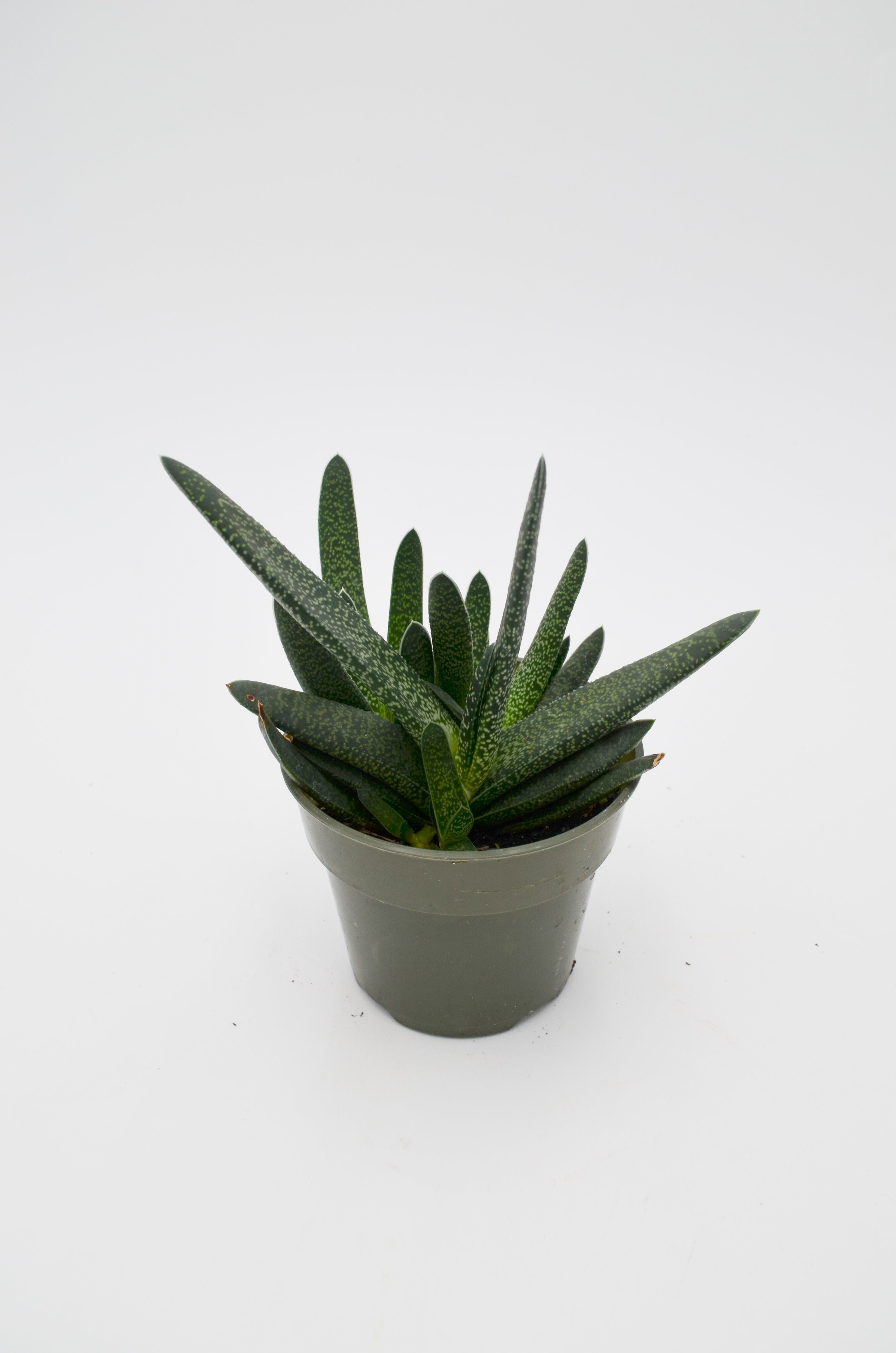 Gasteria Snake Plant (Gasteria carinata)