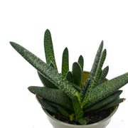 Gasteria Snake Plant (Gasteria carinata)