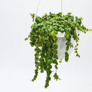 String of Turtles (Peperomia prostrata)