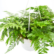 Rabbit Foot Fern (Davallia Fejeensis)